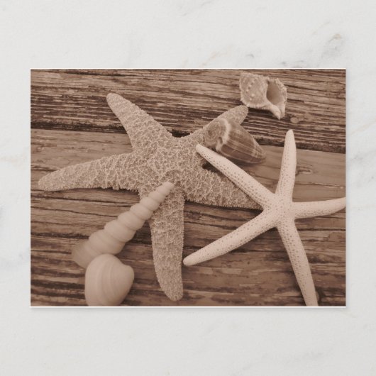 シェルコレクション ポストカード (正面)