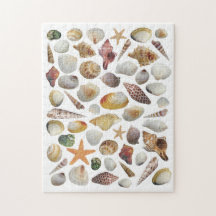 シェルコレクターパズル