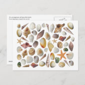 シェルコレクターポストカード ポストカード (正面/裏面)