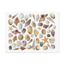 シェルコレクターポストカード