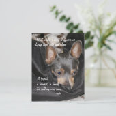 シェルタードッグ – チワワ シーズンカード (スタンド正面)