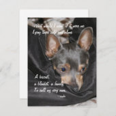 シェルタードッグ – チワワ シーズンカード (正面/裏面)