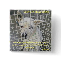 シェルター犬の中で見る悲しみ