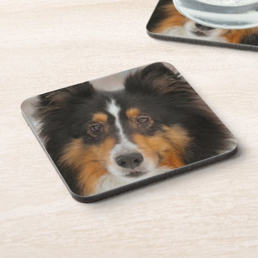 シェルティ コースター (左側)