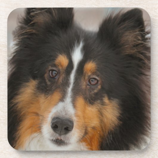 シェルティ コースター (正面)