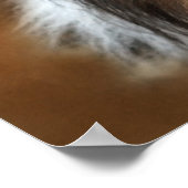 シェルティ・シープ・ドッグ ポスター (角)