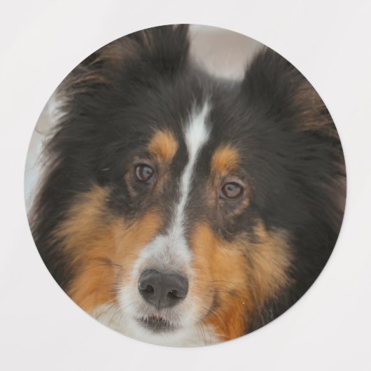 シェルティ ラベル (デザイン2)