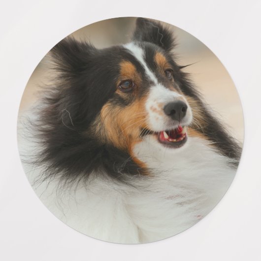 シェルティ ラベル (デザイン1)