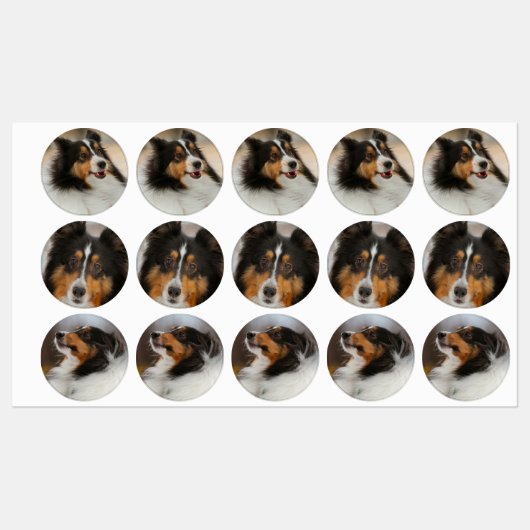 シェルティ ラベル (シート)