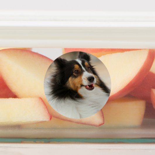 シェルティ ラベル (貼付)