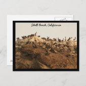 シェルビーチ（カリフォルニア） ポストカード (正面/裏面)