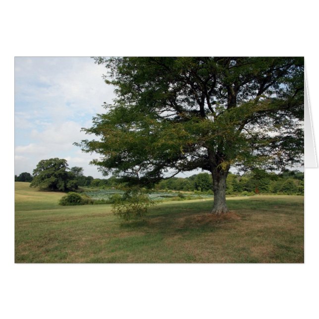 シェルビーファーム (正面横)