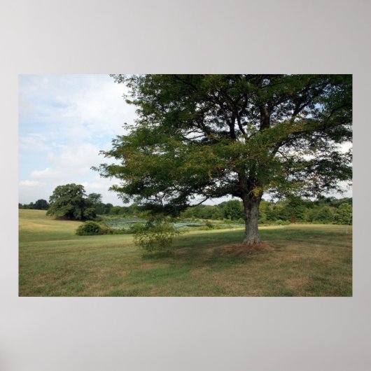 シェルビーファーム ポスター (正面)