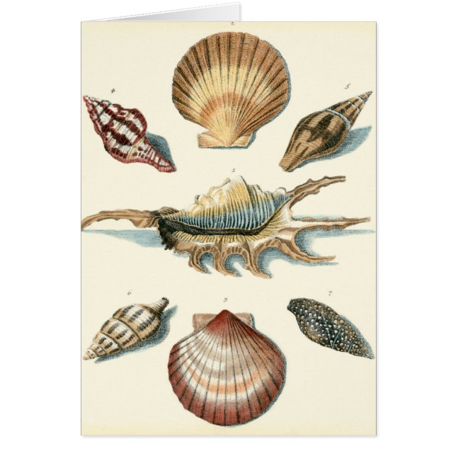 シェルファンシービーチ (正面)