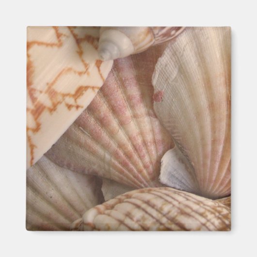 シェルマグネット マグネット (正面)