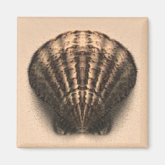 シェルマグネット マグネット (正面)