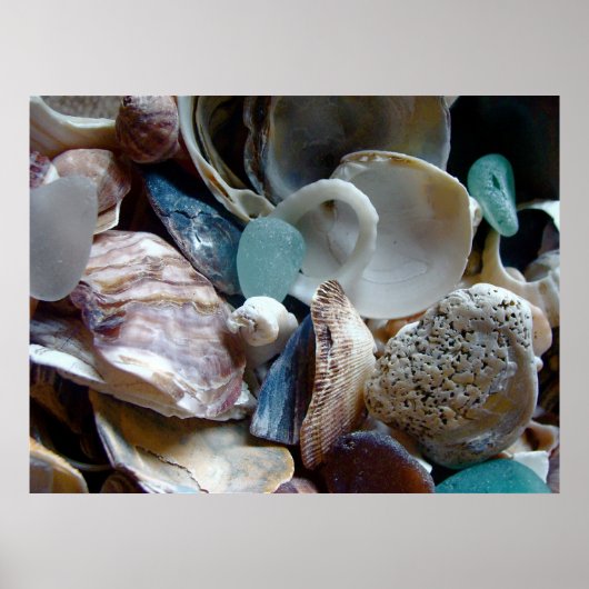 シェル収集プリント ポスター (正面)