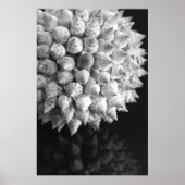 シェル球 ポスター (正面)