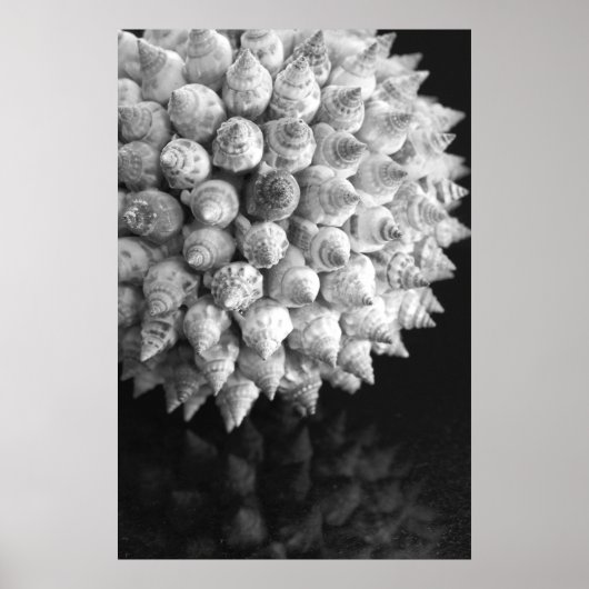 シェル球 ポスター (正面)