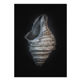 シェル6色バージョンなし フォトプリント           