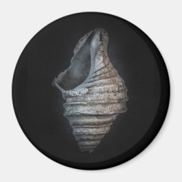 シェル6色バージョンなし マグネット