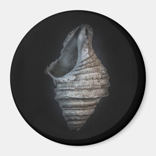 シェル6色バージョンなし マグネット (正面)