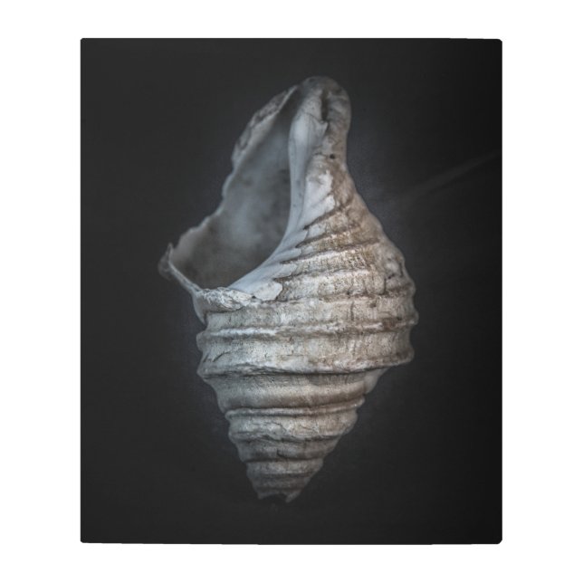 シェル6色バージョンなし メタルプリント (正面)