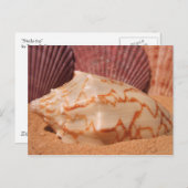 シェル619ポストカード ポストカード (正面/裏面)