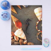 シェル チラシ (シングル)