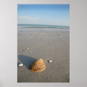 シェル ポスター (正面)