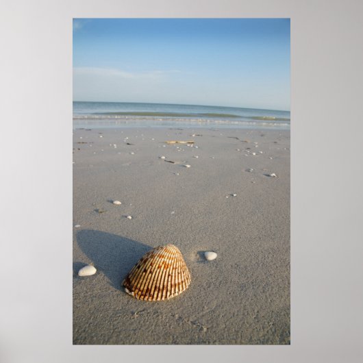 シェル ポスター (正面)