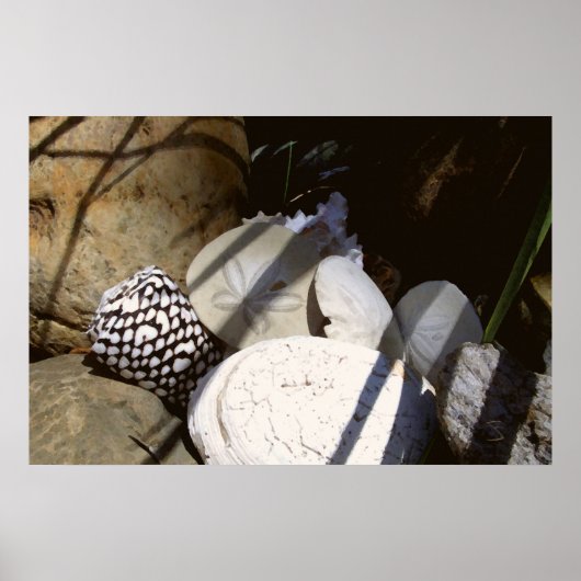 シェル ポスター (正面)