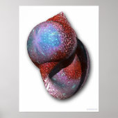 シェル ポスター (正面)