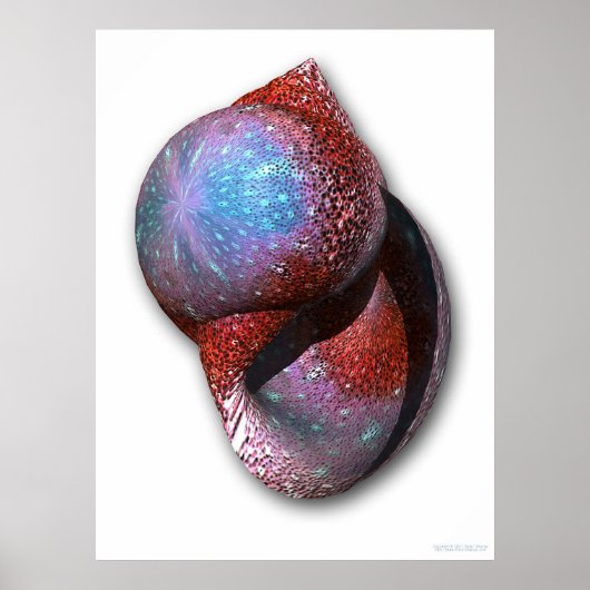 シェル ポスター (正面)