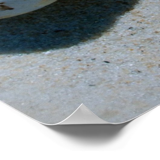 シェル ポスター (角)