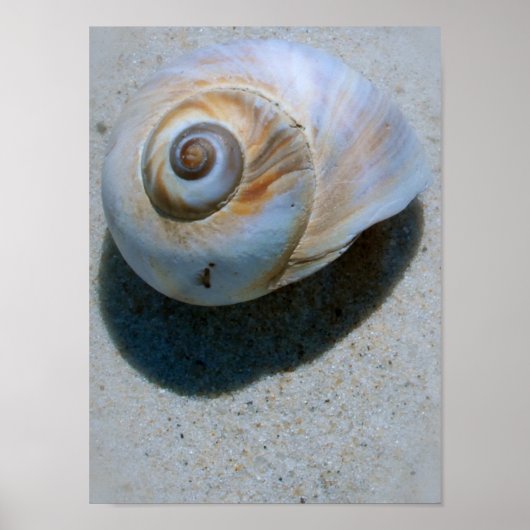 シェル ポスター (正面)