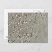 シェル ポストカード (正面/裏面)