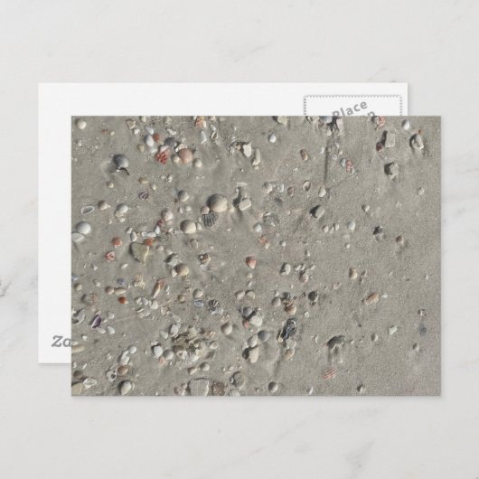 シェル ポストカード (正面/裏面)