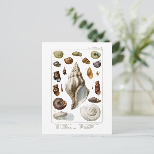 シェル ポストカード (スタンド正面)