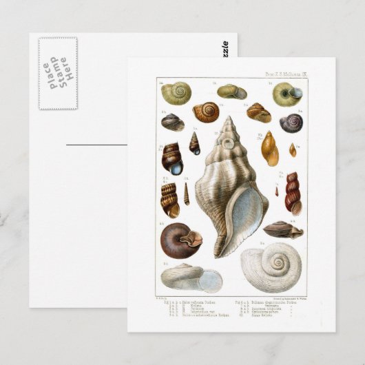 シェル ポストカード (正面/裏面)