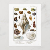 シェル ポストカード (正面)