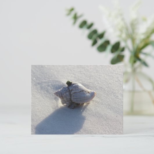 シェル ポストカード (スタンド正面)