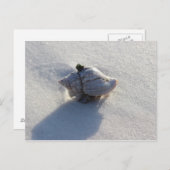 シェル ポストカード (正面/裏面)