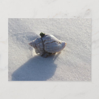 シェル ポストカード