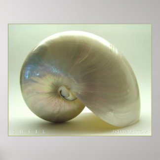 シェル#1 ポスター