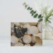 シェルI ポストカード (スタンド正面)