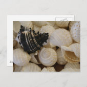 シェルI ポストカード (正面/裏面)