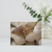 シェルII ポストカード (スタンド正面)