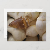 シェルII ポストカード (正面/裏面)