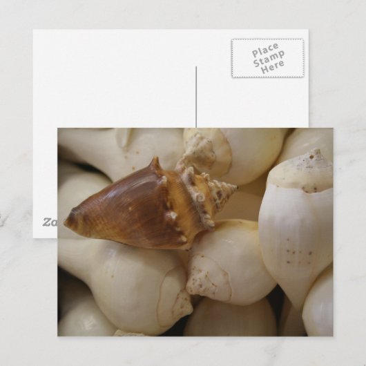 シェルII ポストカード (正面/裏面)